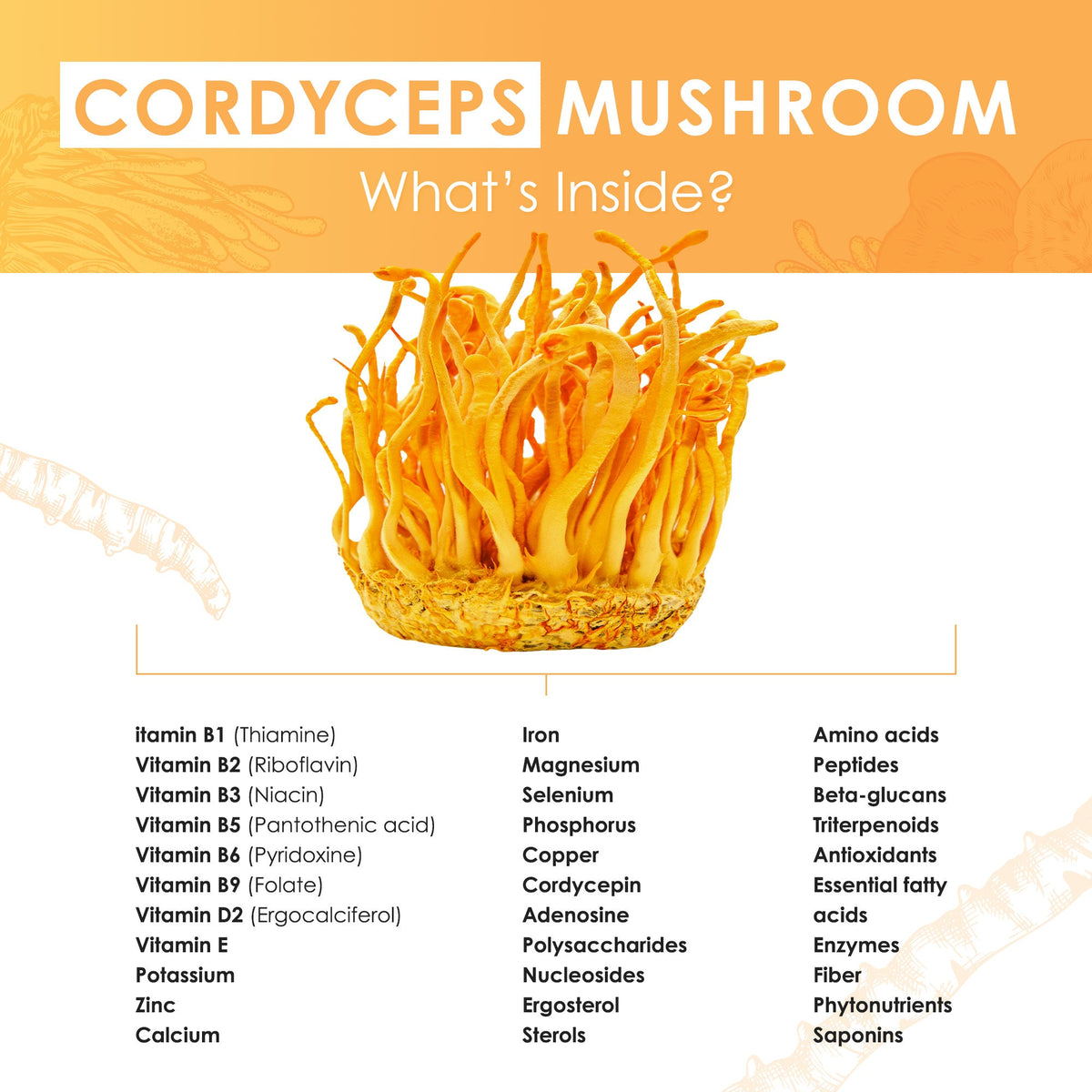 Cordyceps Mushroom Tablets