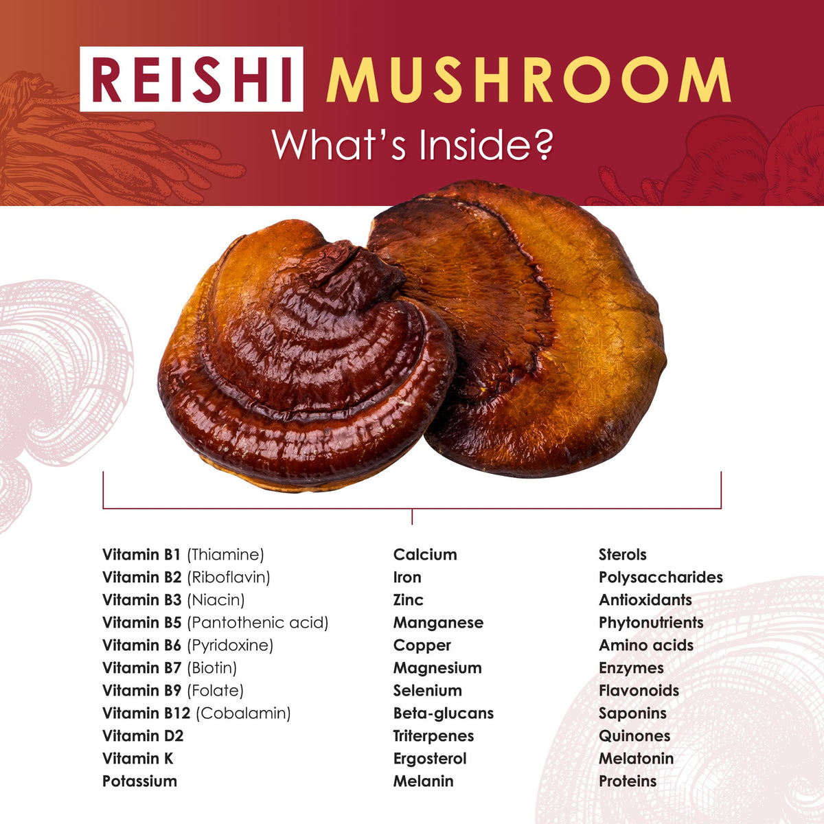 Reishi Mushroom Tablets
