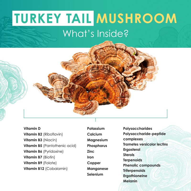 Turkey Tail Mushroom Tablets