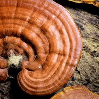 Reishi Mushroom Extract Powder
